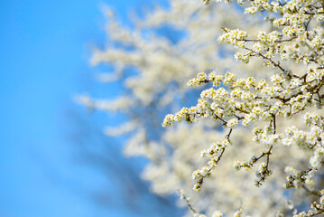 A tree that blooms in spring. Sky blue background.
