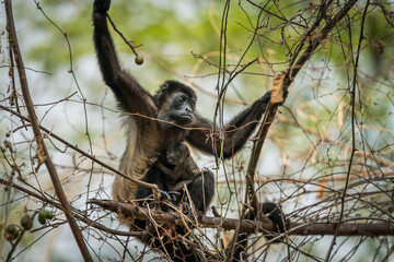 Tamarindo, Costa Rica, Monkey