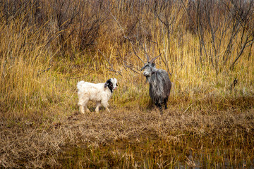 Goat and lamb sowing in the meadow, green grass, white goat. The concept of goat milk and livestock farming.