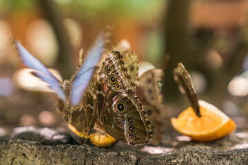 Tamarindo, Costa Rica, Butterfly