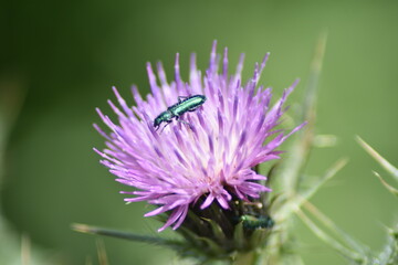 Flor de cardo malva con escarabajo verde metálico (cantárida)
