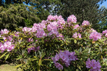 Obraz premium Flower bush of Caroline Allbrook rhododendron. Evergreen shrub. Used as an ornamental garden plant. Beautiful flowers.