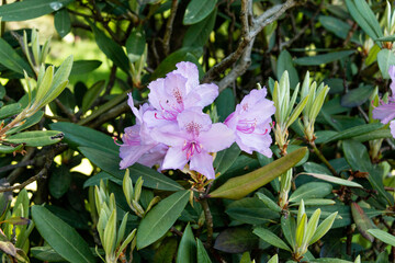 Obraz na płótnie Canvas Rhododendron flowers. Beautiful flowers. Used as an ornamental garden plant. Evergreen shrub.