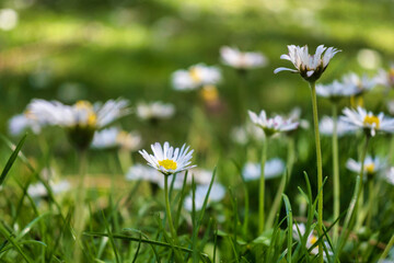 Sun Flower in a garden
