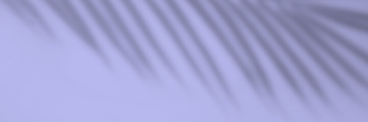 Banner shadow of a palm leaf against a white wall.