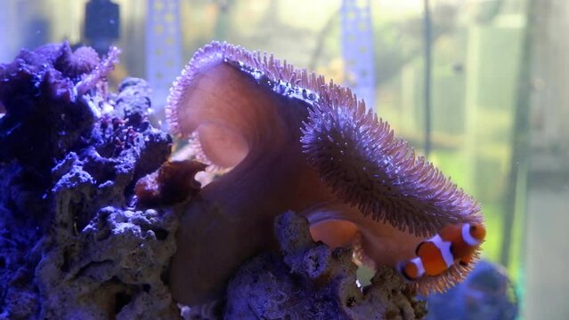 Sarcophyton glaucum move capitulum frag in strong water flow, healthy animal sit on live rock coquina stone, simple hardy species for marine aquarium beginners, blurred pair of ocellaris clownfish