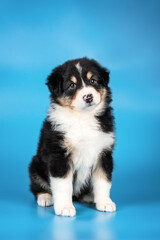 Studio photo of cute black tricolor puppy of australian shepherd dog sitting on the saturated light blue background