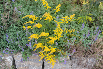 a goldenrod with small yellow blossoms in a garden