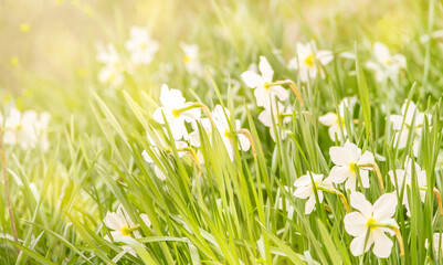White daffodils blooming in garden, springtime blossom of narcissus flowers, toned defocused banner, free space for text