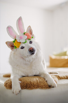 Hund mit s&uuml;ssen Hasenohren und Blumenkranz