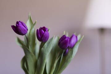 Tulips in the interior, in the background a white lamp and a gray wall.