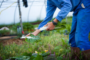 Fototapeta na wymiar Organic farmer harvesting 35 kinds of vegetables working directly.