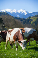 Fototapeta na wymiar Organic farming of an organic beef breeder selling his meat and milk.