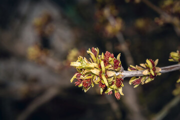 Blooming tree buds. Flowering branch on a tree. Spring branch