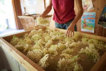 The herbalist puts in the dryer elder flowers with anti-inflammatory.