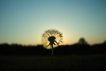 Fototapeta na wymiar dandelion against sunset