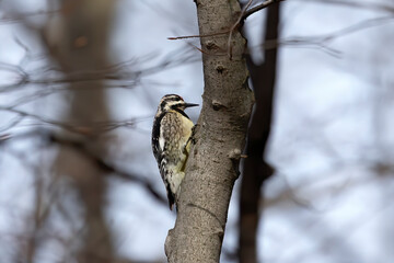 Yellow-bellied Sapsucker (Sphyrapicus varius) in Wisconsin