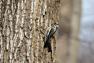 Yellow-bellied Sapsucker (Sphyrapicus varius) in Wisconsin