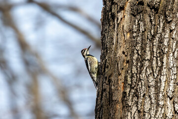 Yellow-bellied Sapsucker (Sphyrapicus varius) in Wisconsin