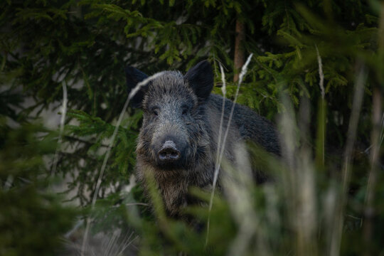 Wild boar in the forest. Female of wild pig. European wildlife. 