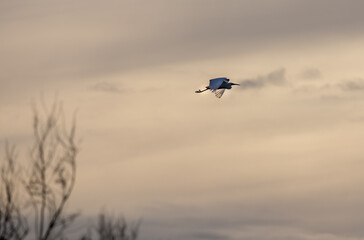 Isolated migrating heron, Ardea purpurea taking flight against sky on Rivedoux Beach, re island, France. Copy space for text
