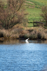 Little Egret, Egretta garzetta, fishing in lake. beautiful nature in winter