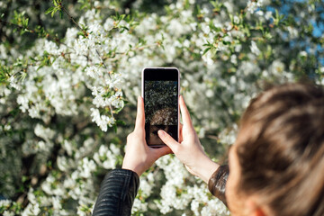 Female hand holding mobile phone and take photo blooming spring cherry trees in sunlight. Smartphone photo