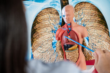 Anatomical mannequin for teaching human organs.