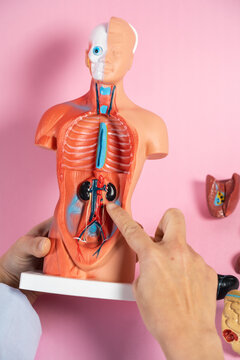 Anatomical mannequin for teaching human organs.