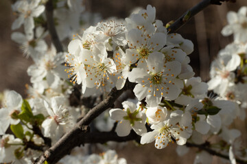 Blooming Prunus Spinosa bush with white flower . A thorny eurasian bush with plumelike fruits