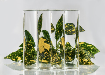 Laurel leaves refracted by water in glass vase. Science, art.