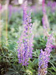 close up of lavender flowers. flowers in the garden