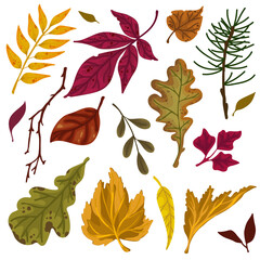Set of autumn leaves, branches, fir trees. Cartoon vector graphics.