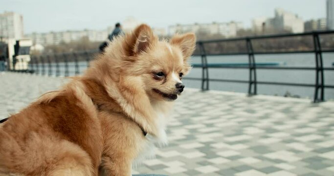 Pomeranian mini spitz dog looking on walking people in city park while sit on bench.