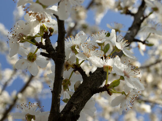 Blooming Prunus Spinosa bush with white flower . A thorny eurasian bush with plumelike fruits