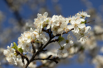 Blooming Prunus Spinosa bush with white flower . A thorny eurasian bush with plumelike fruits