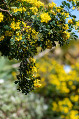 Close up of sweet broom (genista stenopetala) flowers in bloom