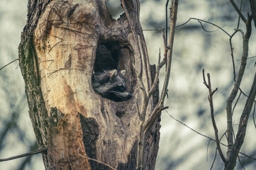Waschb&auml;r in H&ouml;hle