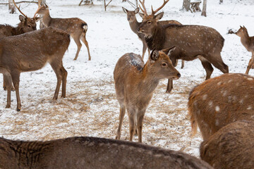 Herd of deer of different ages in the forest in winter