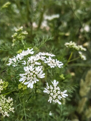 A bunch of small white flowers of Coriander plant which is a herb and sausage plant on blurry background.
