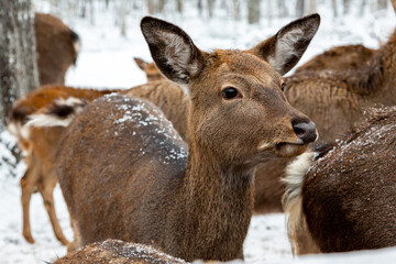 Herd of deer of different ages in the forest in winter
