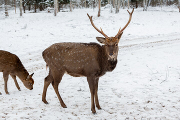 Herd of deer of different ages in the forest in winter