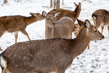 Herd of deer of different ages in the forest in winter