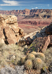 Barrel cactus on the trail to The Tabernacle summit, near Unkar Creek in the Grand Canyon, Arizona.