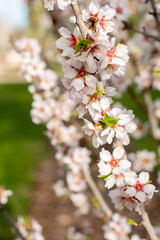 Twigs with beautiful white almond blossoms are depicted on a blurred light background. Background on the spring theme. A vertical image.