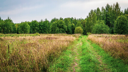 forest road, landscape