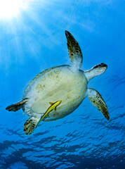 Beautiful green turtle with remora in the blue water 