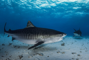 Big dangerous tiger sharks in the deep blue 