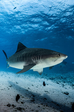 Dangerous tiger shark in the deep of ocean with diver