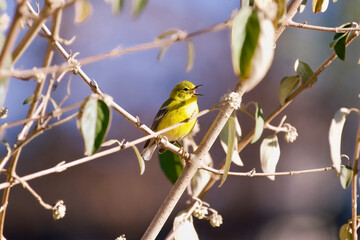 Pine Warbler Song